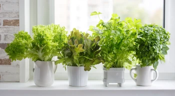Ce Plante Aromatice Cresc Cel Mai Bine în Ghivece?