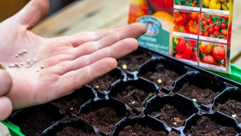 Ghidul Complet pentru Cultivarea Roșiilor: De la Semințe la Recolta Perfectă