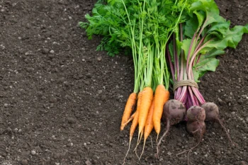 Ghid Complet pentru Cultivarea Morcovilor și Sfeclei: De la Semințe la Recoltă Dulce