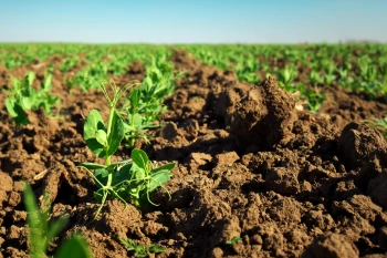 Cum să Identifici și să Cultivi Semințele de Plante Native din Zona Ta?