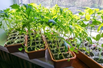 Influența luminii asupra creșterii răsadurilor: recomandări pentru grădinari
