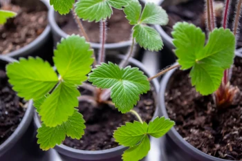 Cultivarea Căpșunilor din Semințe: Ghid Complet de Plantare și Îngrijire