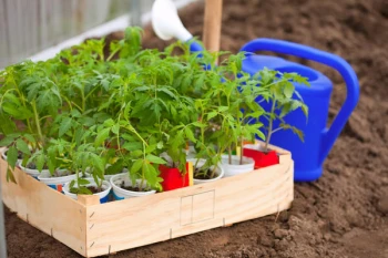 Cultivarea răsadurilor de roșii acasă: ghid pas cu pas.