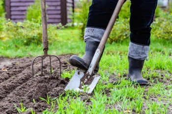 Cum să pregătești corect solul pentru semănatul legumelor: metode eficiente