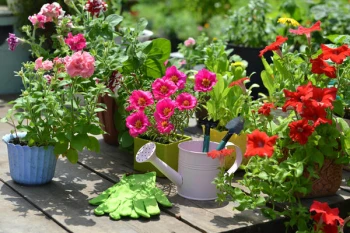Cum să folosești plantele perene pentru o grădină ușor de întreținut?