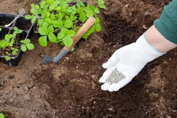 Evitati cele 5 greseli fatale la plantarea semintelor pentru o recolta de succes si fericire in gradina!
