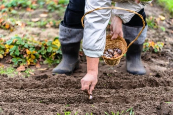 10 tehnici esențiale pentru semințele de legume care îți vor transforma grădina în raiul dorit