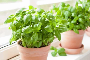Tot Ce Trebuie Să Știi Despre Cultivarea Busuiocului Aromat Lămâie: Sfaturi pentru Începători