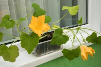 Cum să Crești Dovlecei pe Balcon: 5 Sfaturi pentru o Grădină Urbană