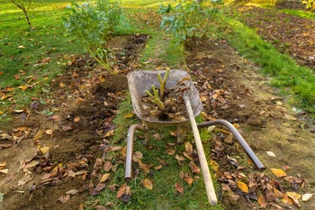 10 cele mai importante activități în grădină în luna septembrie – ghid complet pentru grădinari