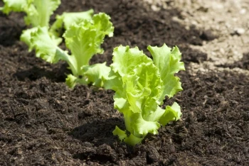 Cum să obții maximum de la salata verde – metode pentru o recoltă bogată