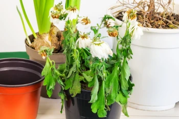 10 greșeli care pot distruge florile din ghivece – cum să creezi o grădină de vis