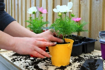 Cum să plantezi și să crești cosmea în 2025: ghid pas cu pas pentru o înflorire bogată.