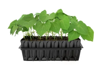 Cum să plantezi și să crești fasole: ghid pas cu pas pentru o recoltă bogată