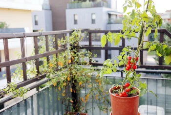 Cum să creezi o mini-grădină pe balcon