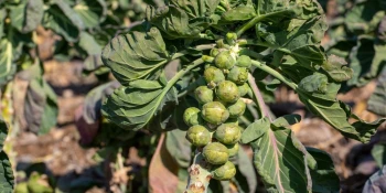 Cum să cultivi varză de Bruxelles din semințe