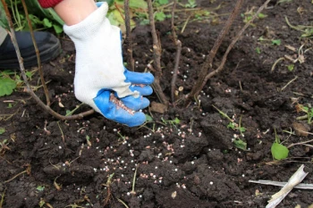 Cum să Fertilizezi Legumele: 5 Secrete Esențiale pentru o Recoltă Maximă și Sănătoasă