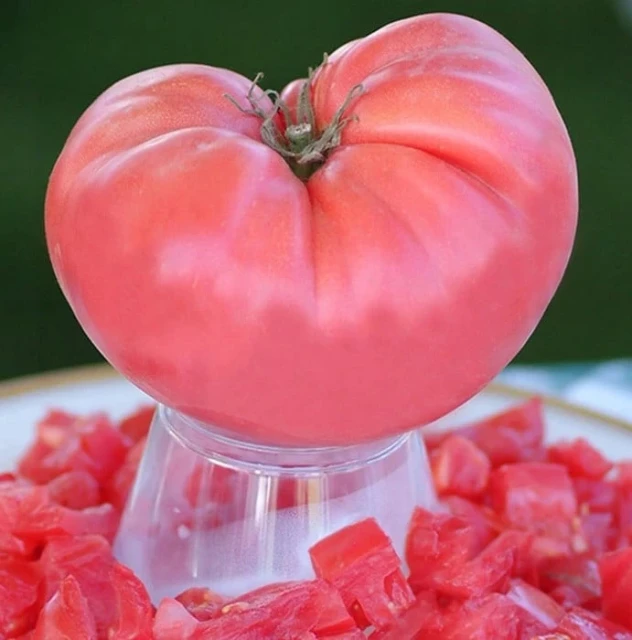 resized640_magicrose.webpSeminte Tomate Roze - Magie Roz tip Gigant Bulgaresc, 0.2 grame, Opal