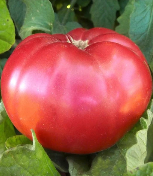 resized640_screenshot-2024-11-10-at-23.50.34.webpSeminte Tomate Roze - Magie Roz tip Gigant Bulgaresc, 0.2 grame, Opal