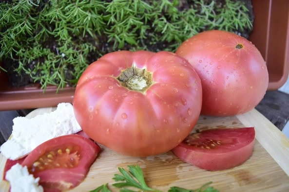 resized640_seminte-de-tomate-rozova-magia,-magie-roz-,-1.webpSeminte Tomate Roze - Magie Roz tip Gigant Bulgaresc, 0.2 grame, Opal