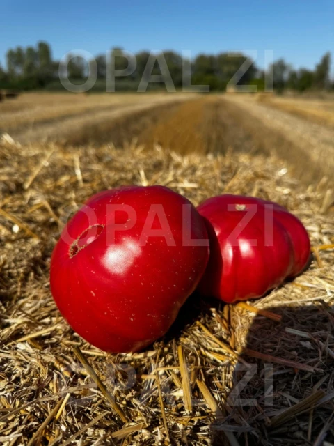 resized640_seminte--tomate--roze--magie--roz--tip--gigant--bulgaresc--5--grame--opal--seq-8.webpSeminte Tomate Roze - Magie Roz tip Gigant Bulgaresc, 5 grame, Opal