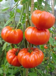 Gigant Rosu Bulgaresc - Seminte tomate soi nedeterminat pana la 800gr, 1500 seminte, Opal