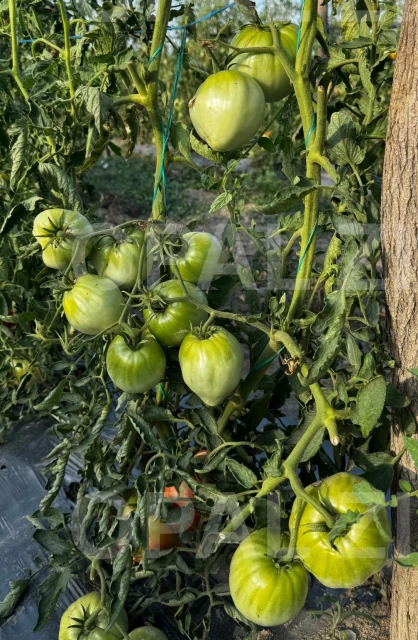 resized640_seminte--tomate--inima--de--bivol--roz--5--grame--opal--seq-3.webpSeminte Tomate Inima de Bivol Roz- 5 grame, Opal