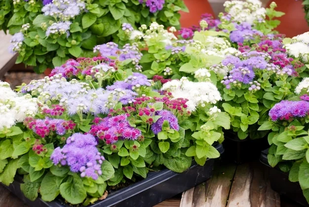 resized640_ageratum--mixed--ageratum--mixed--color--pot--plants--42327--579--jpg--seq-2.webpSeminte de flori Pufuleti Mix Ageratum, 0.2 grame, Opal