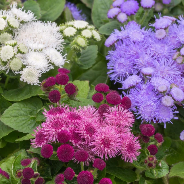 resized640_seminte--de--flori--pufuleti--mix--ageratum--0--2--grame--opal--seq-3.webpSeminte de flori Pufuleti Mix Ageratum, 0.2 grame, Opal