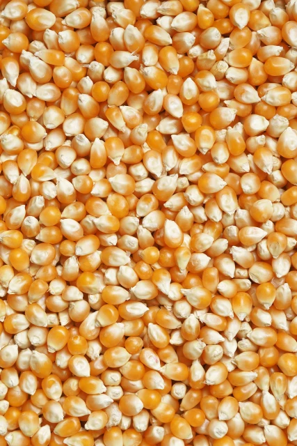resized640_seminte--porumb--de--floricele--popcorn--plomyk--20--grame--opal--seq-3.webpSeminte porumb de floricele Popcorn Plomyk, 20 grame, Opal