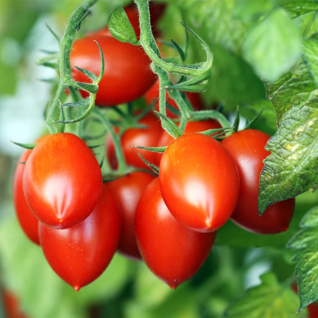 resized640_rugby--f1--seminte--de--tomate--nedeterminate--rugby--pentru--sere--250--seminte--geosem--select--bulgaria--seq-3.webpRugby F1 - Seminte de tomate nedeterminate Rugby pentru sere, 250 seminte, Geosem Select Bulgaria