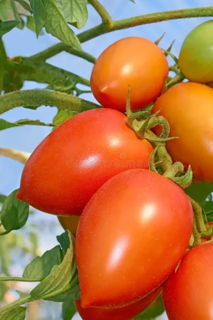 resized640_rugby--f1--seminte--de--tomate--nedeterminate--rugby--pentru--sere--1000--seminte--geosem--select--bulgaria--seq-2.webpRugby F1 - Seminte de tomate nedeterminate Rugby pentru sere, 1000 seminte, Geosem Select Bulgaria