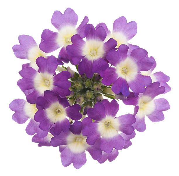 resized640_verbena--hybrida--seminte--planta--cu--flori--viu--colorate--0--4--grame--opal--seq-2.webpVerbena hybrida, seminte planta cu flori viu colorate, 0.4 grame, Opal