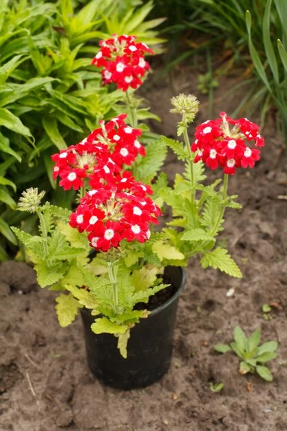 resized640_verbena--hybrida--seminte--planta--cu--flori--viu--colorate--0--4--grame--opal--seq-3.webpVerbena hybrida, seminte planta cu flori viu colorate, 0.4 grame, Opal
