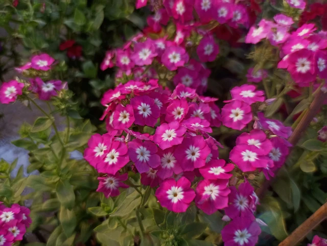 resized640_verbena--curgatoare--pendula--flori--viu--colorate--0--4--grame--opal--seq-2.webpVerbena Curgatoare Pendula, flori viu colorate, 0.4 grame, Opal