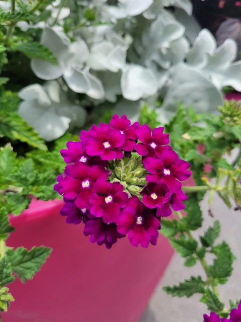 resized640_verbena--curgatoare--pendula--flori--viu--colorate--0--4--grame--opal--seq-3.webpVerbena Curgatoare Pendula, flori viu colorate, 0.4 grame, Opal