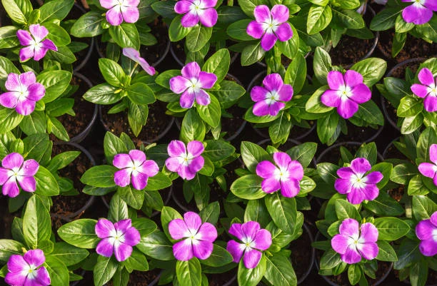 resized640_vinca--mix--seminte--de--flori--vinca--planta--anuala--cu--flori--colorate--0--2--grame--opal--seq-2.webpVinca Mix, Seminte de flori vinca planta anuala cu flori colorate, 0.2 grame, Opal