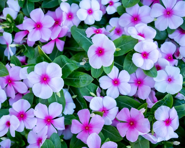 resized640_vinca--mix--seminte--de--flori--vinca--planta--anuala--cu--flori--colorate--0--2--grame--opal--seq-3.webpVinca Mix, Seminte de flori vinca planta anuala cu flori colorate, 0.2 grame, Opal