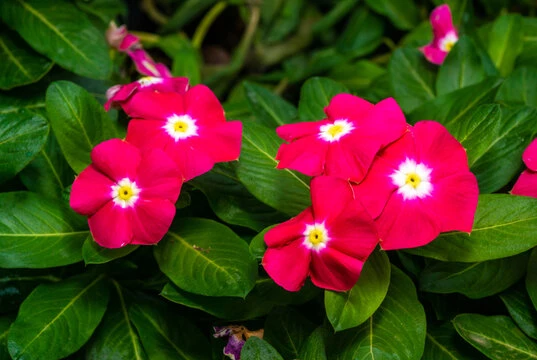 resized640_vinca--mix--seminte--de--flori--vinca--planta--anuala--cu--flori--colorate--0--2--grame--opal--seq-4.webpVinca Mix, Seminte de flori vinca planta anuala cu flori colorate, 0.2 grame, Opal