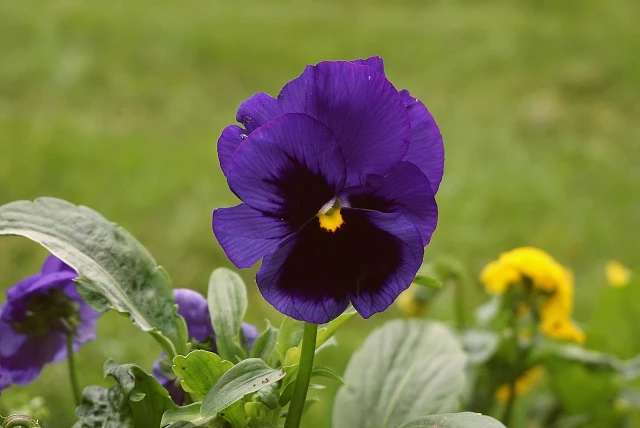 resized640_violet--pansies--6119535--1280--jpg--seq-2.webpPanselute mix, seminte pansele Viola flori Viola Wittrockiana, amestec de culori, 0.2 grame, Opal