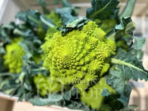 Seminte de Conopida Romanesco Early (0,8g - 240 seminte), seminte soi semitardiv, Agrosem 