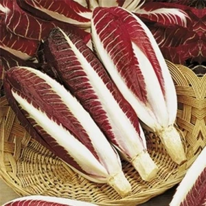 Cicoare - Red Treviso Early (1 g) seminte cicoare, Agrosem