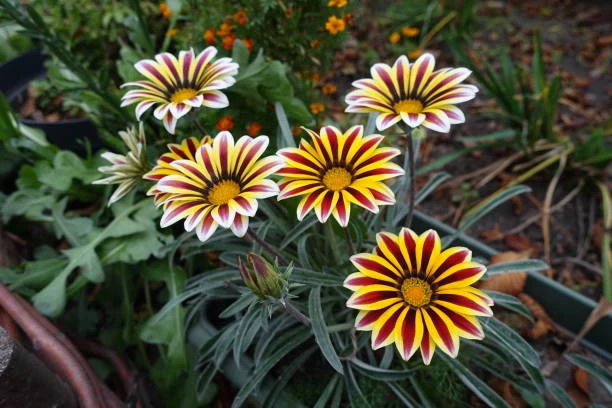 resized640_gazania--mix--0--4g--opal--flori--superbe--rezistente--la--soare--seq-2.webpGazania Mix (0.4g Opal), flori superbe, rezistente la soare