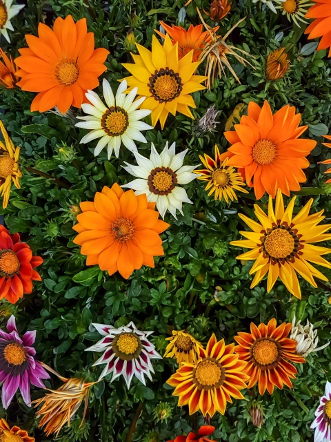 resized640_gazania--mix--0--4g--opal--flori--superbe--rezistente--la--soare--seq-3.webpGazania Mix (0.4g Opal), flori superbe, rezistente la soare