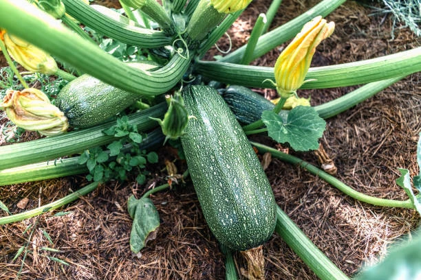 resized640_dovlecei--zucchini--black--beauty--15g--seminte--soi--italian--rezistent--si--crocant--agrosem--seq-3.webp Dovlecei Zucchini Black Beauty 15g - Seminte Soi Italian, Rezistent si Crocant, Agrosem