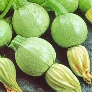 Dovlecei Tondo Chiaro di Nizza 2g - Seminte Soi Productiv, Mic si Rotund, Miez Alb Fin, Agrosem