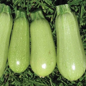 resized300_dovlecei-italian-light-green-3g---seminte-soi-cilindric,-coaja-verde-deschis,-miez-alb,-agrosem.webp Dovlecei Italian Light Green 3g - Seminte Soi Cilindric, Coaja Verde Deschis, Miez Alb, Agrosem