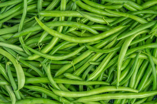 resized640_contender--150g--seminte--fasole--pitica--verde--fara--ate--pastaie--cilindrica--agrosem--seq-3.webpContender 150g - Seminte fasole pitica verde, fara ate, pastaie cilindrica, Agrosem