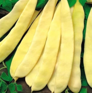 Fasole pitica Supernano Giallo 10g - Seminte soi semitimpuriu, fasole oloaga galbena lata, fara ate, Agrosem