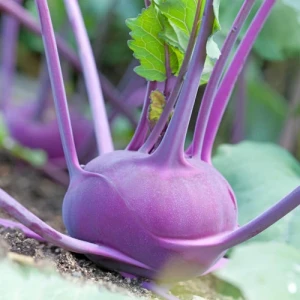 Gulie Purple Vienna 15g - Seminte soi tardiv gulie Vienna violet, pulpa alba, crocanta, usor picanta, Agrosem